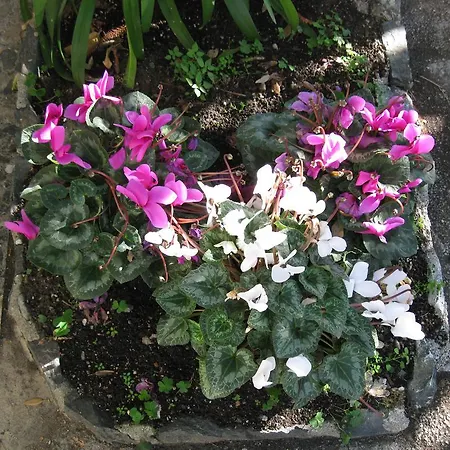 ホテル Acqua Marina