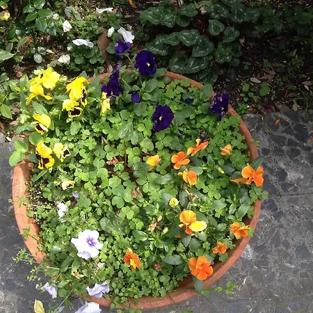 Acqua Marina アルビッソラ・マリーナ